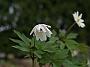 Anemone nemorosa Tinney's Plena1